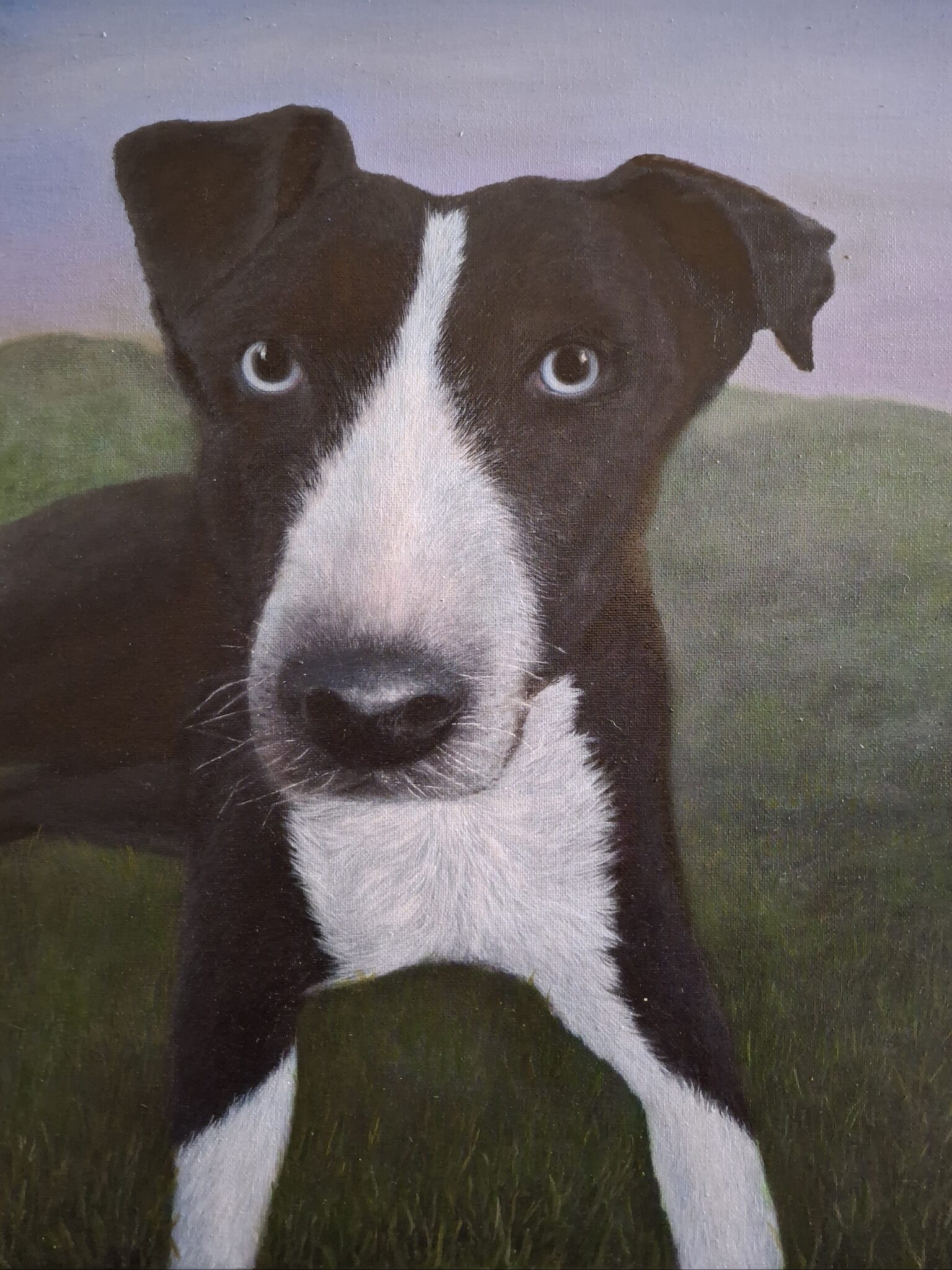 A black and white dog sits on a grassy field.
