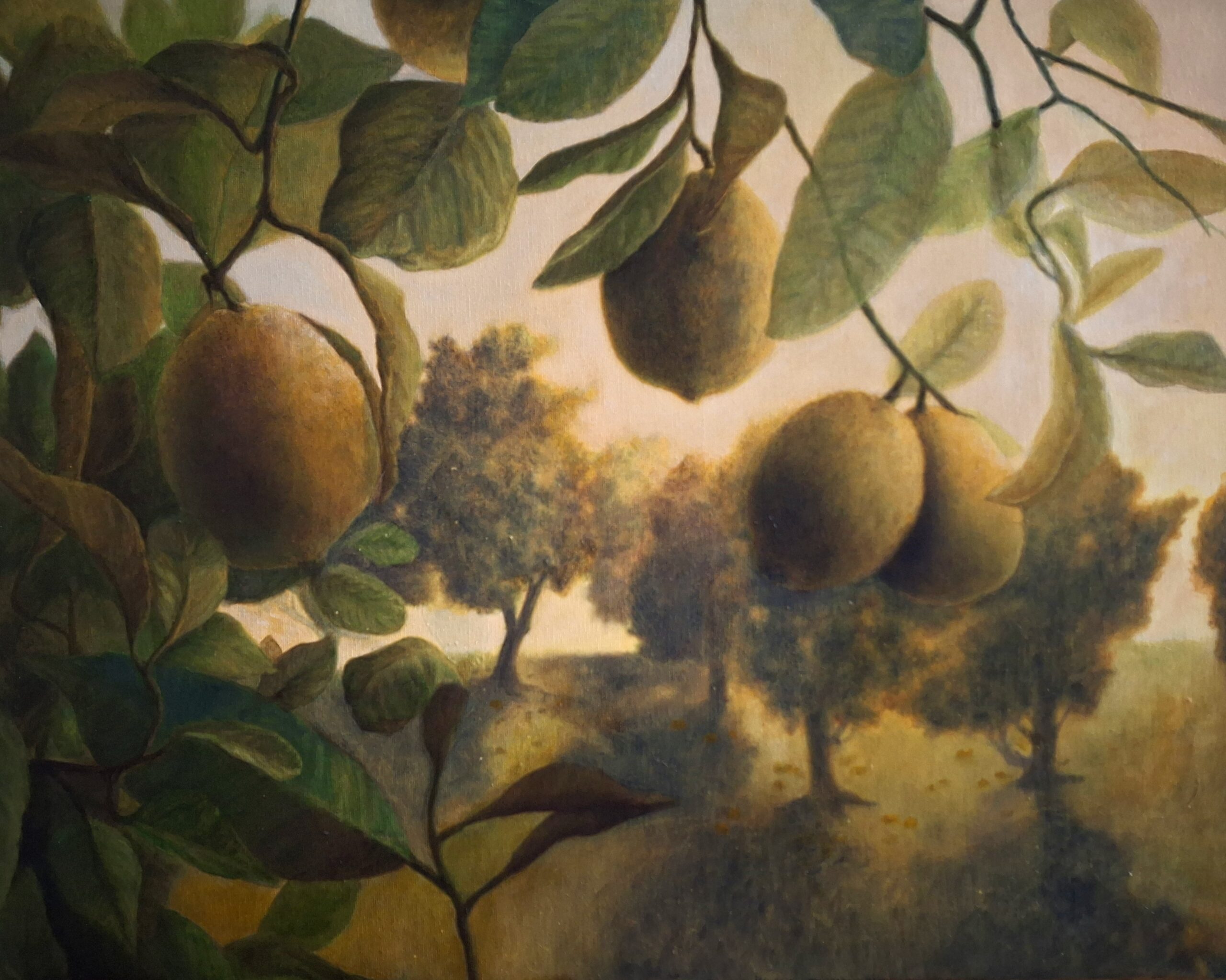 A view of a lemon grove. The sun is shining through the leaves and the lemons are ripe.